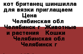 кот британец шиншилла для вязки приглащаем › Цена ­ 3 000 - Челябинская обл., Челябинск г. Животные и растения » Кошки   . Челябинская обл.,Челябинск г.